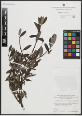 Foto von Salix appendiculata Vill. x Salix hegetschweileri Heer